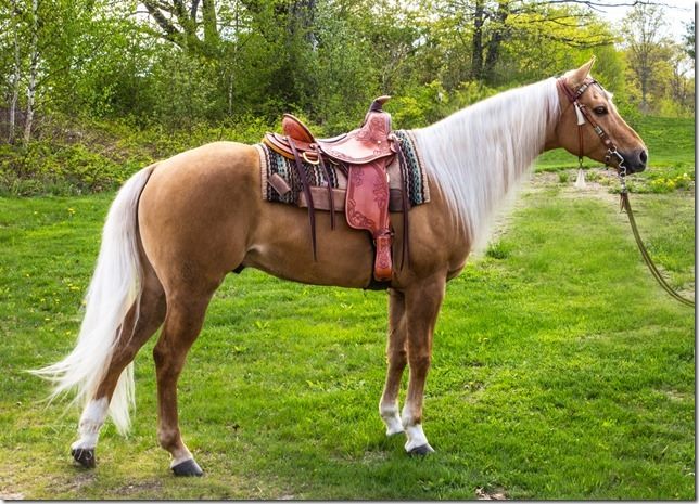 light brown horse with white mane and saddle in green grasz